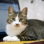 賃貸でペット不可の理由とは