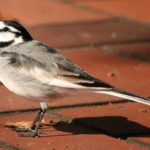 鳥のひざが人間とは逆に曲がってるのはどうして？