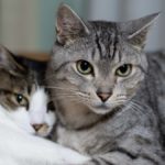 ネコの生態を考える…交通事故に遭いやすいのはどうして？？