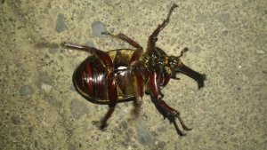 カブトムシvsスズメバチ…昆虫最強対決に決着