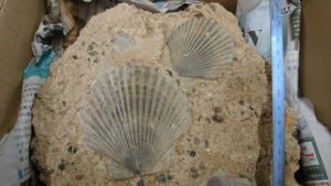 生命の誕生は40億年前…眠れなくなるほど面白い古生物の話