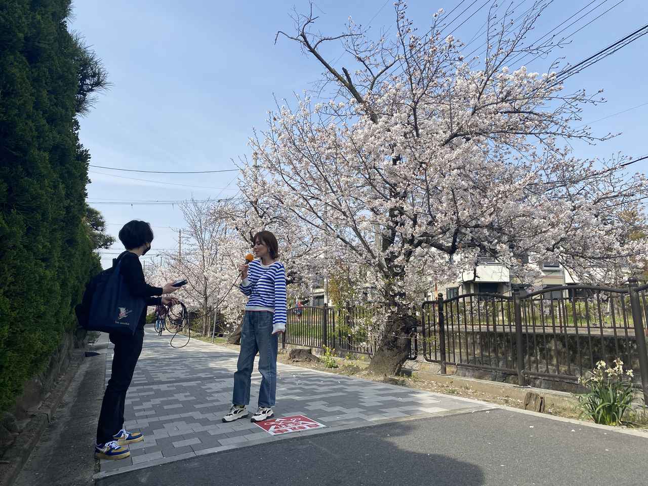 デニムと桜前線：春を待つ洗い立てのジーンズ