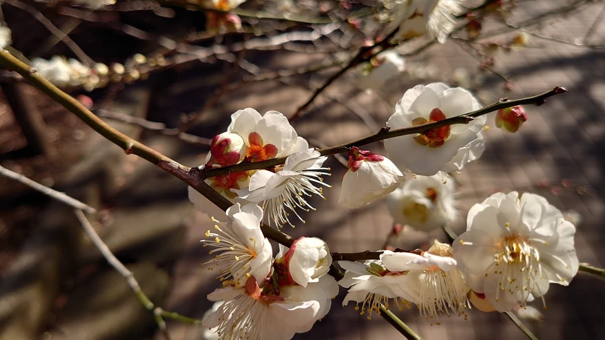 望梅止渇の知恵と春告げる梅の文化史