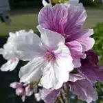 熊本城の紅白桜と春に蘇る「もののあはれ」