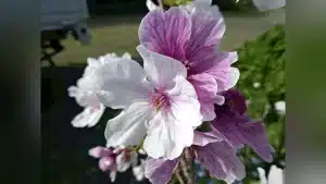 熊本城の紅白桜と春に蘇る「もののあはれ」