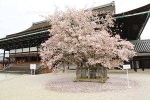 京都御所「左近の桜」に宿る—平和と歴史の重なり