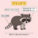泥酔アライグマ事件が映す外来種の脅威
