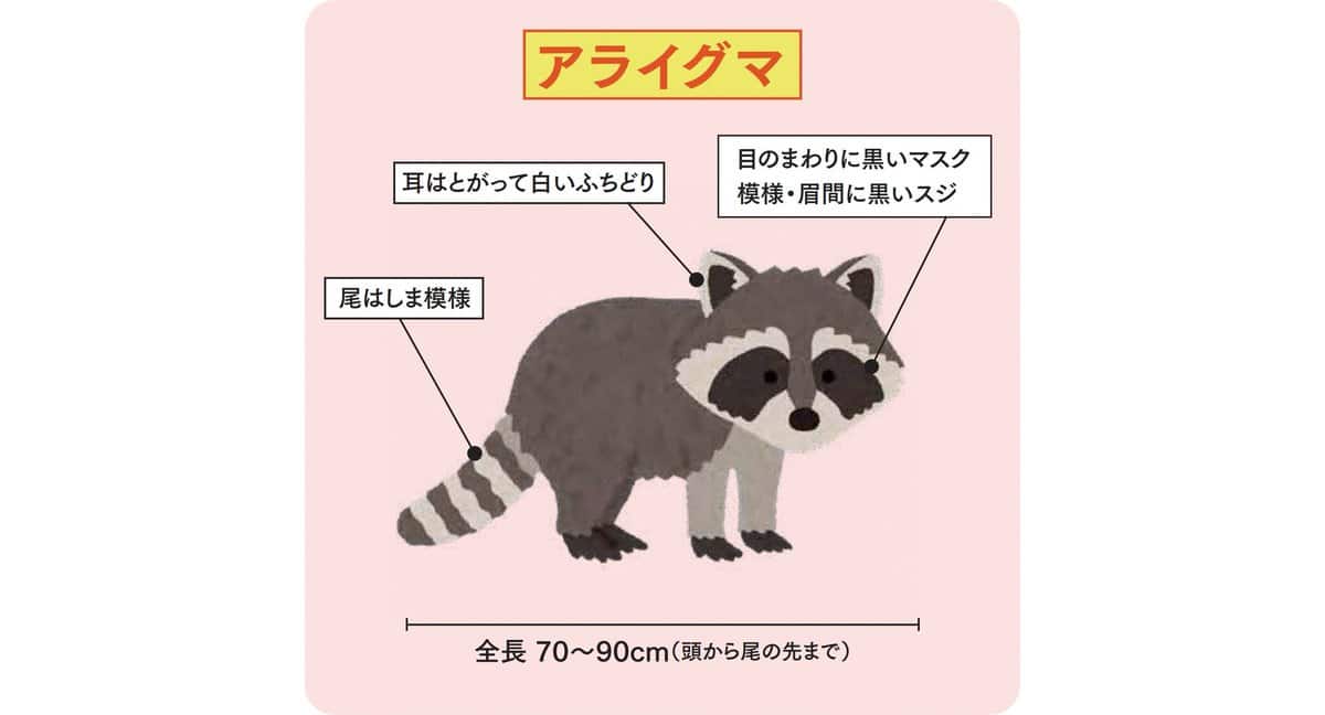 泥酔アライグマ事件が映す外来種の脅威