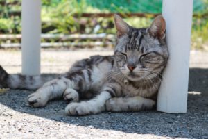 猫はかわいいんだけどときには困ることも…野良猫対策どうしてますか？