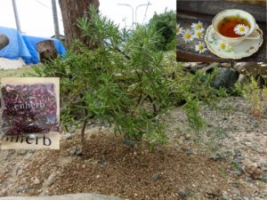 栽培してみませんか？ティーやアロマにも！ハーブと過ごす贅沢なひととき