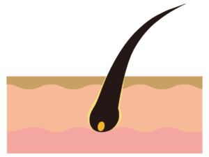 気になる抜け毛は薄毛へのスタートライン！？理想的な頭皮環境へ