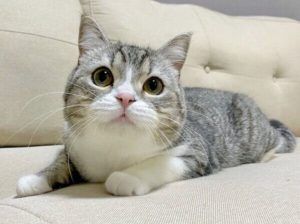 もちまる日記　下僕 (著)　KADOKAWA (2021/7/21)　1,320円