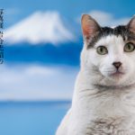 日本ねこ歩き　岩合光昭 (写真)　クレヴィス (2022/8/2)　2,200円